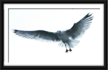 confronted with openness 